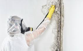 Reliable Ellaville, GA Mold Removal Services Solutions